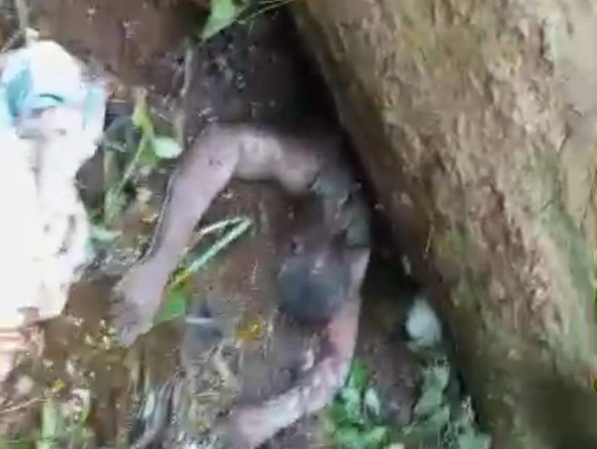 Kwilu : un scieur meurt lors de l’abattage d’un arbre à Bagata